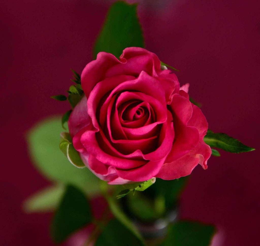 Eau de rose (hydrosol) - Biologique