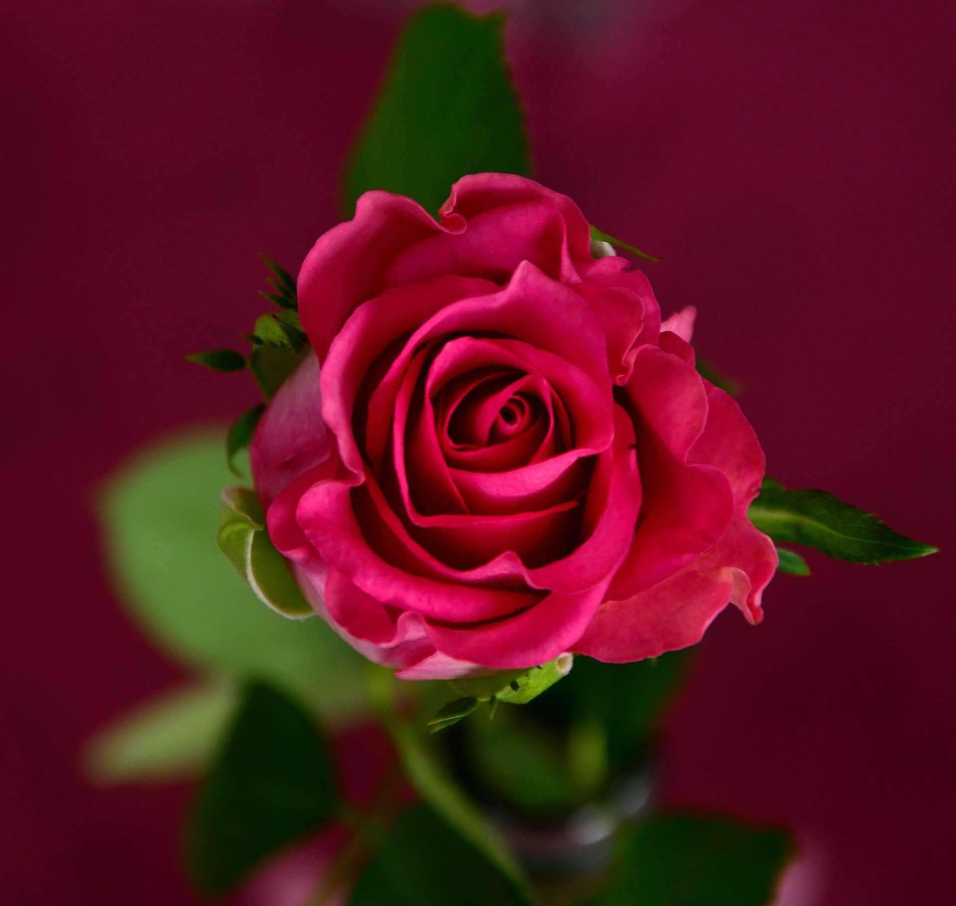 Eau de rose (hydrosol) - Biologique